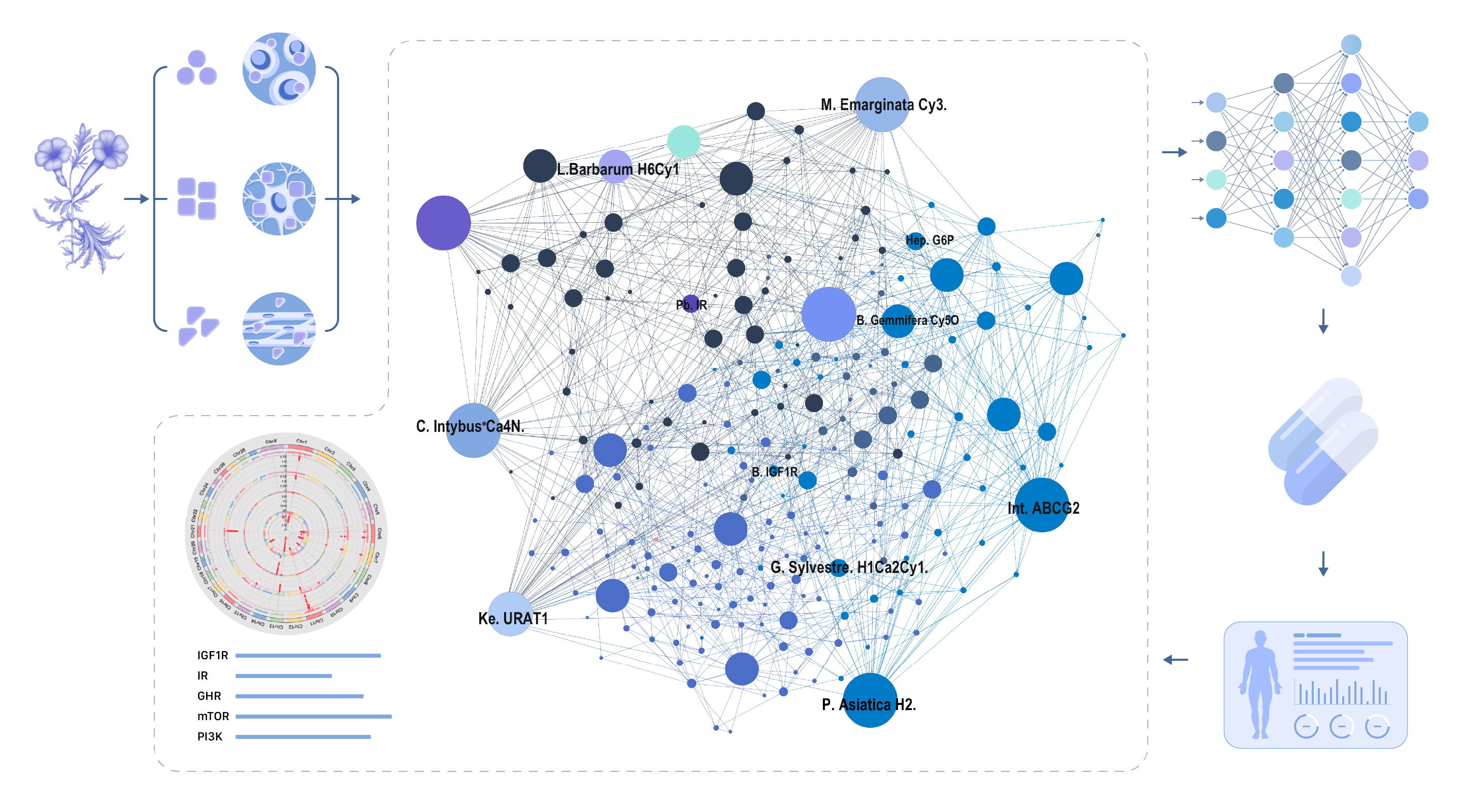 A scientific infographic illustrating the AI-driven development process for our iKids-Growth supplement. It shows how natural plant compounds are analyzed through a molecular network to target key growth pathways like GHR and IGF1R, leading to a scientifically formulated height support supplement.