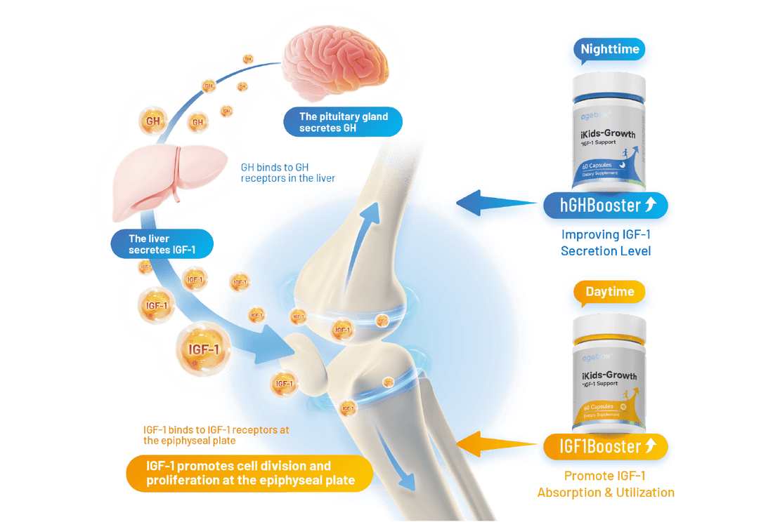 The dual-booster system of iKids-Growth: The Nighttime hGHBooster supports the body&